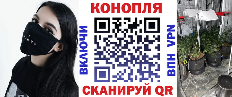 Бошки Шишки гибрид  Губкинский 